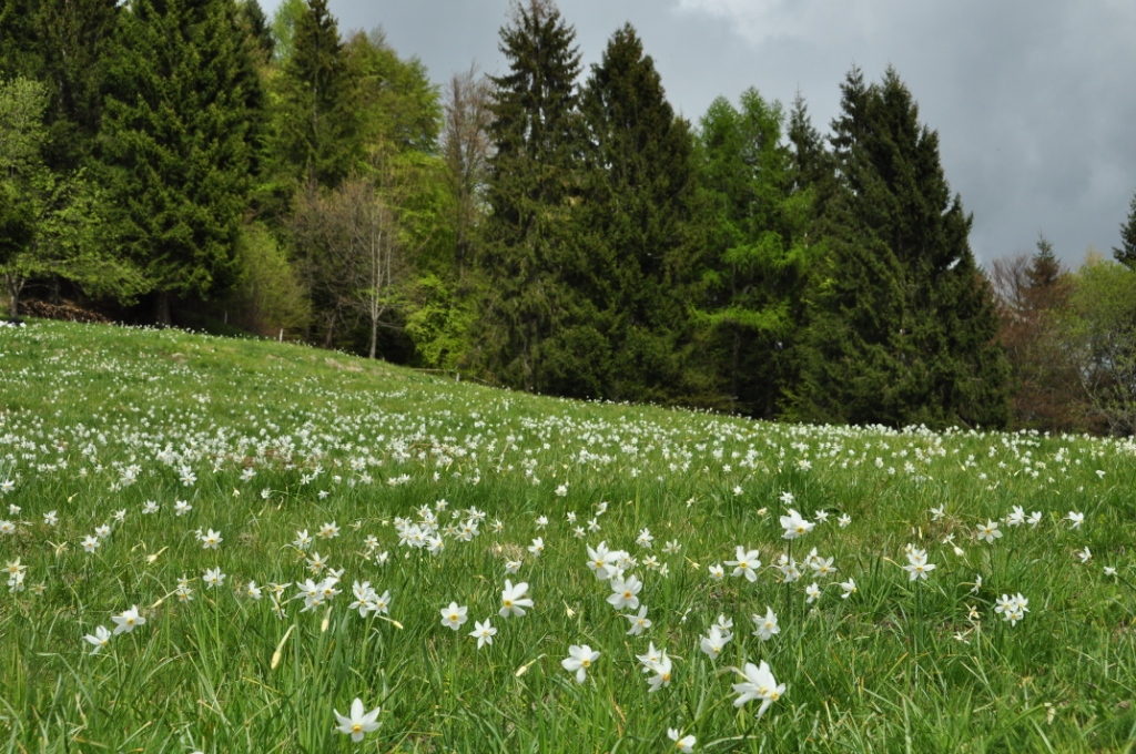 Parco delle Dolomiti Bellunesi